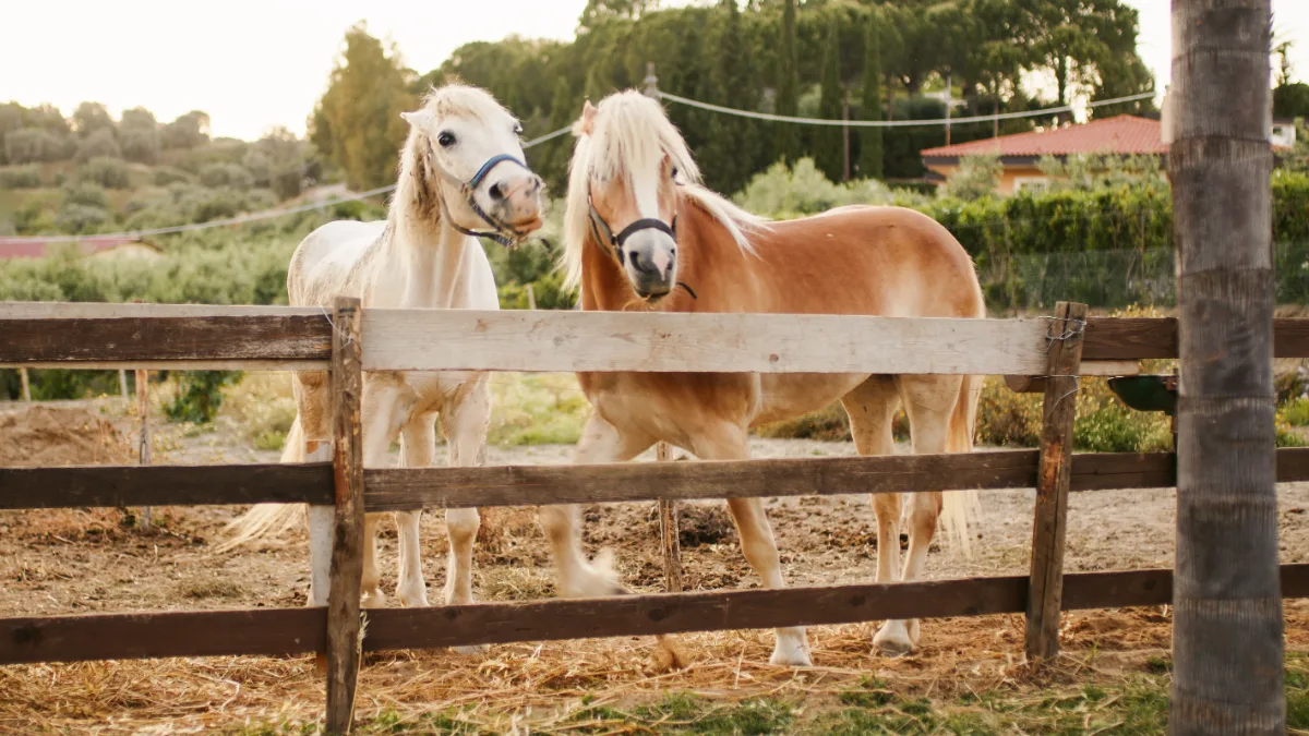 Two horses behind a wooden fence in a rural setting at dusk.