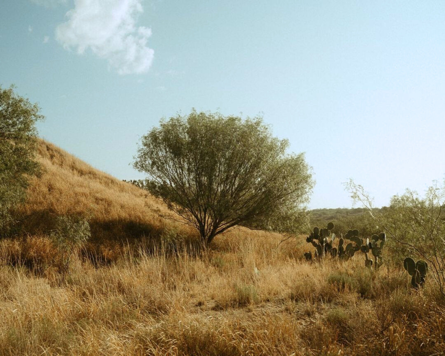 A lone tree and cacti stand in a sunlit, grassy field near a gentle hill under a clear sky, creating an oasis of calm far removed from the hustle and bustle of public intoxication in Laredo.